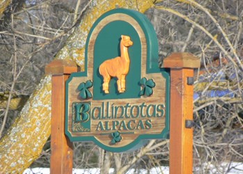 Interview with Shannon Cassidy Rouleau of Ballintotas Alpacas